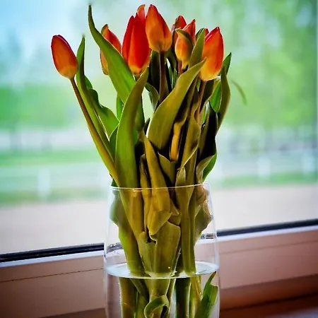 Domkitomki, Winnica Sindaco * Biskupice Kocurów