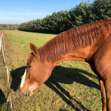 Semesterbostad Domkitomki, Winnica Sindaco Biskupice Kocurów