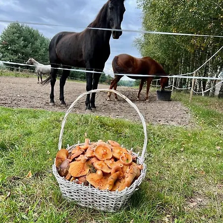 Domkitomki, Winnica Sindaco Semesterbostad Biskupice Kocurów