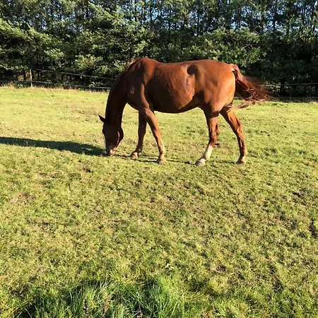 Semesterbostad Domkitomki, Winnica Sindaco Biskupice Kocurów