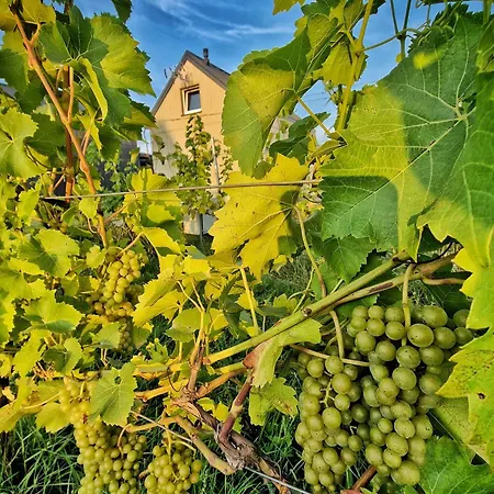 Domkitomki, Winnica Sindaco Dom wakacyjny