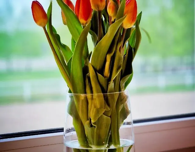 Domkitomki, Winnica Sindaco * Biskupice