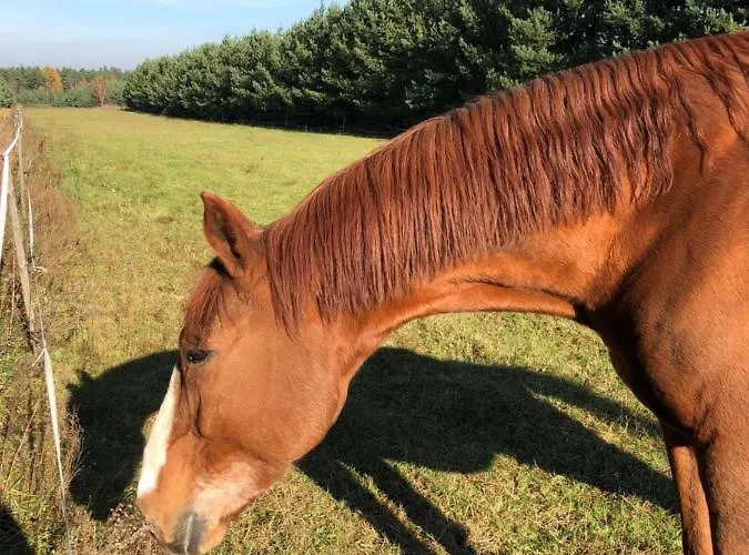 Vakantiehuis Domkitomki, Winnica Sindaco Biskupice Kocurów