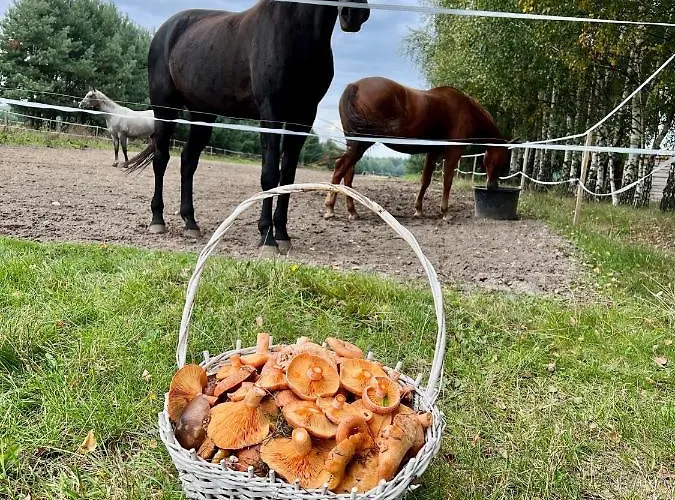 Domkitomki, Winnica Sindaco Сasa de vacaciones Biskupice Kocurów