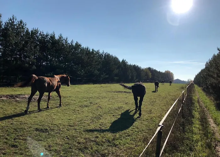 Domkitomki, Winnica Sindaco Vakantiehuis Biskupice Kocurów