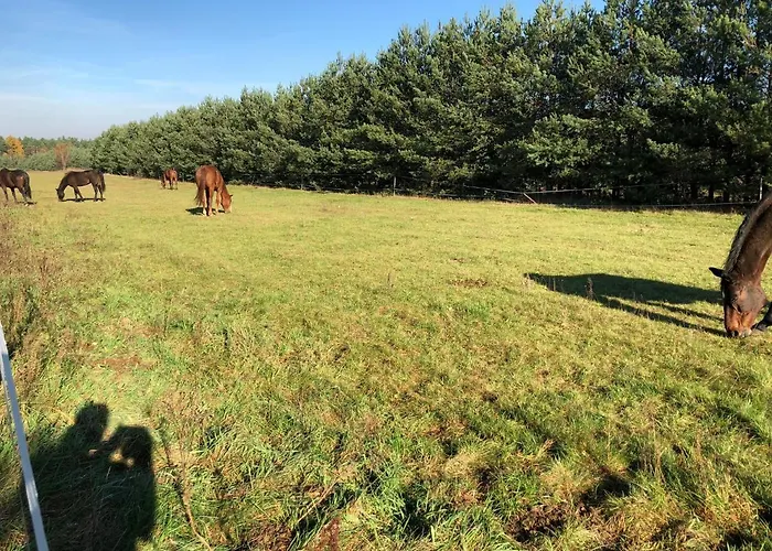 Domkitomki, Winnica Sindaco * Biskupice Kocurów