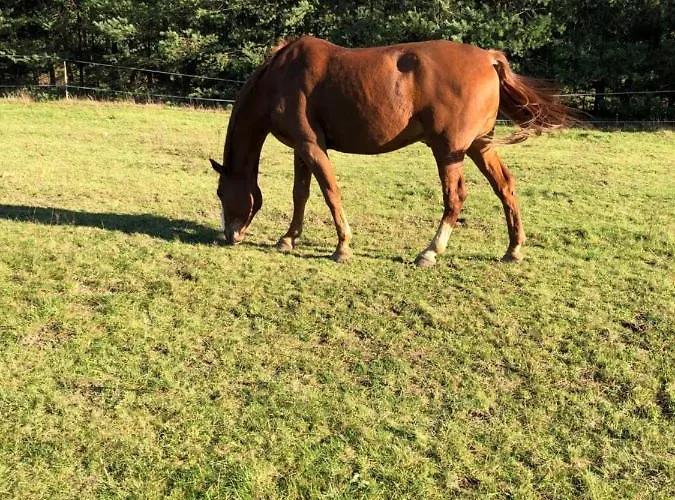 Dom wakacyjny Domkitomki, Winnica Sindaco Biskupice