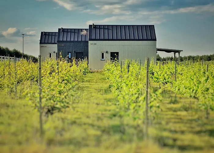 Domkitomki, Winnica Sindaco